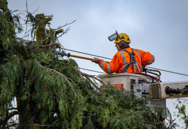 Best Tree Maintenance Programs  in Edwardsburg, MI